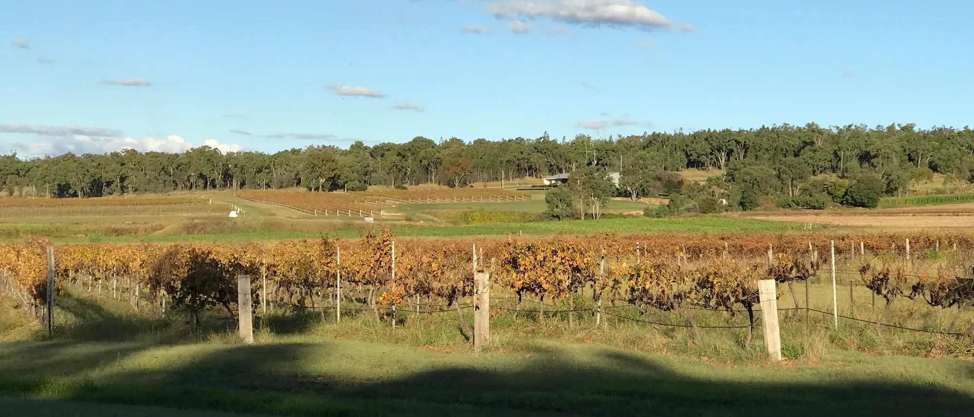 Bare winter vines in rows on a Ballandean vineyard, bushland along the far side